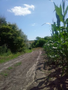 Uzun bir mısır tarlası ile sık yeşil çalılar arasındaki kırsal toprak yol parlak bir yaz gökyüzü altında.