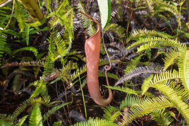 Sabah tropikal ormanlarda vahşi nepentler ya da etobur bitkiler