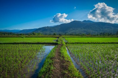 Güzel yeşil pirinç ya da dağları ve mavi gökyüzü olan çeltik tarlası