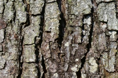 Arkaplan için ağaç kabuğu dokusu görünümünü kapat