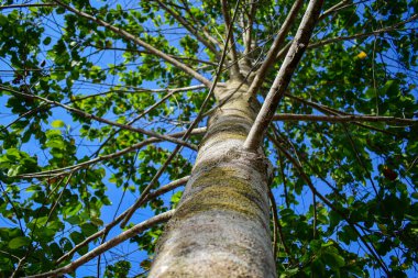 Yüksek ağacın seçici odak noktasını mavi parlak gökyüzü arkaplanının üzerine kapat