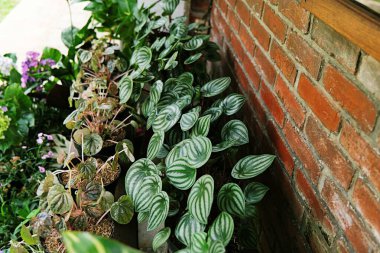 Ahşap bir rafta düzenlenmiş siyah saksılarda, parlak yaprakları gümüş çizgilerle renklendiren Karpuz Peperomisi bitkileri..