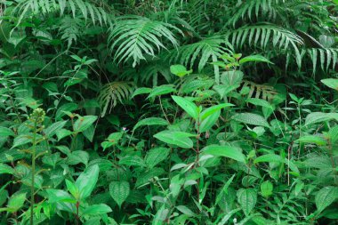 Çeşit çeşit eğreltiotu ve dokulu yaprakları vahşi bir orman veya bahçe ortamında barındıran yoğun yemyeşil yapraklar..