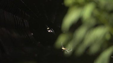 Hassas bir ağ üzerinde küçük bir örümceğin makro görüntüsü. Arka planda yumuşak yeşil yeşillikler var. Karanlık fotokopi alanı ve sığ alan derinliği ile doğal bir vahşi yaşam alanı yaratıyor..