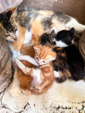 Sıcak, korunaklı bir köşede yavrularını emziren anne bir kedi, hassas hayvan davranışları ve aile bağlarını gösteriyor. Vahşi yaşam ve evcil hayvan içeriği için mükemmel.