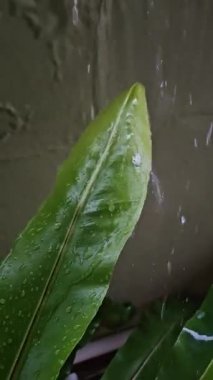 Yağmur damlaları yemyeşil yapraklara nazikçe düşer, tazeliği ve doğal güzelliği arttırır.