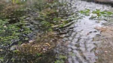 Yosun kaplı arazi üzerinde süzülen su akıntısı zengin doku ve toprak tonlarıyla