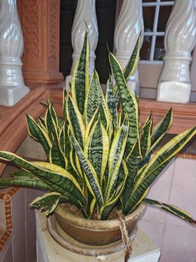 Yılan bitkisi kil bir çömlekte dik çizgili yapraklarla, dekoratif sütunların ve balusterların arasına yerleştirilmiş.