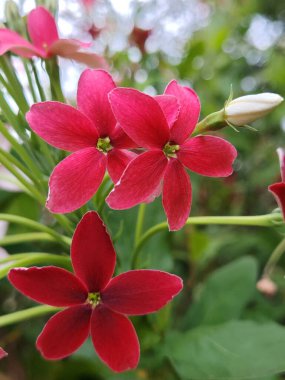 Canlı kırmızı ve pembe Rangoon Sarmaşık çiçekleri, doğal ışıkta yemyeşil yapraklarla çevrili.
