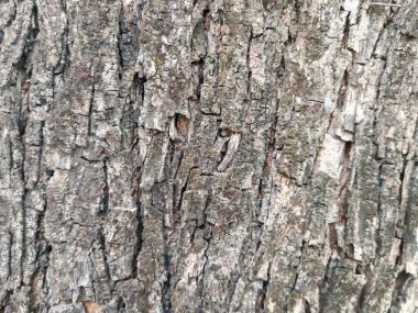 Kahverengi ve gri tonlarında dikey ve yatay çatlaklara sahip sert ağaç kabuklarının yakın çekimi