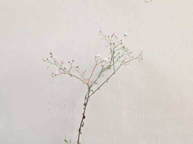 Narin pembe ve beyaz çiçekler, minimalist kompozisyonda sade bir duvara karşı narin bir filizlenir.