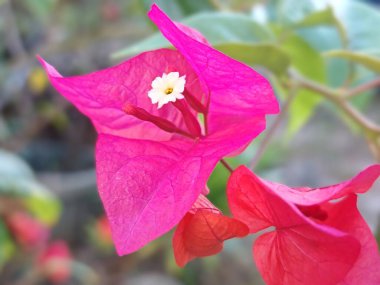 Canlı pembe bougainvillea, tropik bir bahçede doğal olarak açan küçük beyaz bir çiçeği çevreleyen frenler.