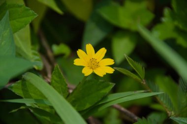 Parlak sarı çiçek, Sphagneticola trilobata, yemyeşil yaprakların arasında. Doğa, bahçe ya da botanik temalar için ideal.