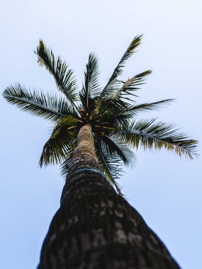 Uzun hindistan cevizi palmiye ağacının solucan bakışı, parlak, berrak gökyüzüne karşı canlı yeşil yapraklara uzanan gövdesi, tropikal sükuneti çağrıştırıyor..