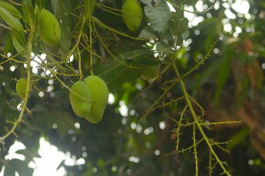 Meyve veren mangolar..