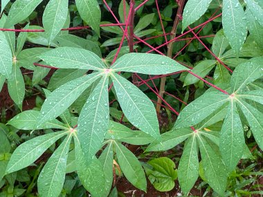 Kalan yağmur suyu, sabahları manyok yapraklarına yapışır..