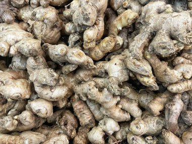 Büyük, taze, soyulmamış zencefil köklerinin yakın plan çekimi. Baharatın toprak dokusu ve düzensiz şekilleri keskin bir odak noktasında, yemek pişirme, sağlık ve doğal malzemeler için mükemmel..