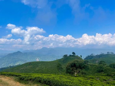 Mavi gökyüzünün altında tepeleri ve dağları olan yemyeşil çay tarlası ve doğa, tarım ve manzara için kalın beyaz bulut örtüsü..