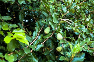 Yoğun yeşil yapraklarla çevrili incir meyveleri. Tırmanış sarmaşığı, tropikal bitkiler, doğal dokular, doğa arka planı, yeşillik ayrıntıları ve botanik temalı görseller.