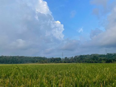 Geniş, yeşil bir pirinç tarlası bulutlu bir gökyüzünün altında uzanıyor. Uzakta, yüksek voltajlı elektrik hatları, doğal, barışçıl manzarayla tezat oluşturarak tarım ve altyapıyı sembolize ediyor..