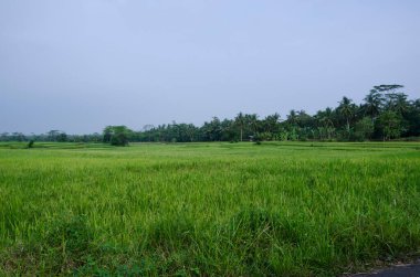 Geniş, geniş pirinç tarlaları (çeltik tarlaları) hafif bulutlu bir gökyüzü altında. Asya tarımına, kırsal araziye, çiftçiliğe, yeşil dokuya ve doğal manzaraya odaklanın.