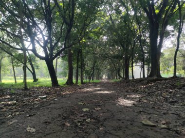 Her iki tarafında sık ve uzun ağaçlarla çevrili sessiz, boş bir yol. Yalnızlığa, doğa güdüsüne, manzaralı rotaya, seyahatlere ve huzurlu manzaraya odaklan..