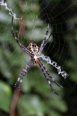Argiope Appensa örümceği ağının merkezine yerleştirildi. Makro yaban hayatı, eklembacaklı davranışlar, web deseni ve doğa yakın çekim görselleri için ideal..