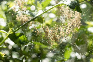 Yavru örümceklerden oluşan dev bir küme (örümcekler) yuvalarını yeşil bir çalılığa yığıyor. Yeni hayata, doğaya, böcekbilimine, makro detaylara, vahşi yaşama ve eklembacaklılara odaklan..