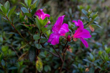 Canlı pembe ve morumsu açelya çiçeklerinden oluşan bir yakın plan, yemyeşil yapraklar doğal ve bulanık bir arkaplan sağlıyor. Görüntü bahar, doğa ve bahçıvanlık temaları için ideal..