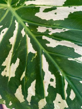 Yavru örümceklerden oluşan dev bir küme (örümcekler) yuvalarını yeşil bir çalılığa yığıyor. Yeni hayata, doğaya, böcekbilimine, makro detaylara, vahşi yaşama ve eklembacaklılara odaklan..