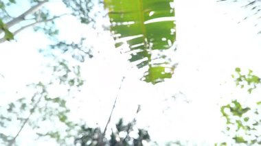 Muz yaprağı da dahil olmak üzere, yüksek çözünürlüklü, soyut ve yumuşak odaklı tropikal ağaçlar parlak beyaz gökyüzünü ve parlak bir günde güçlü güneş ışınlarını gösteriyor..