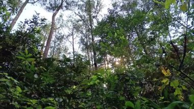 Güneşli bir günde sık bir orman tepe örtüsünün görüntüsü. Bu çekim, doğayla ilgili projeler için ideal sakin ve canlı bir atmosfer yakalar..