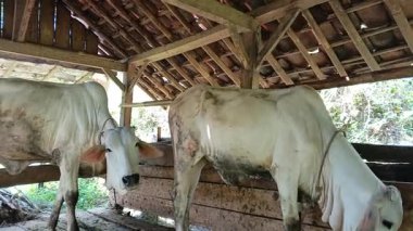 Endonezya 'nın kırsal kesimlerinde güneşli bir günde geleneksel ahşap bir sığır ağılında duran iki beyaz çiftlik ineği çiftlik hayvancılığı ve tarım ürünleri sergiliyor..