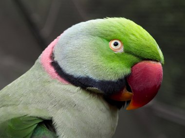 Yeşil muhabbet kuşu halka boyunlu kuş