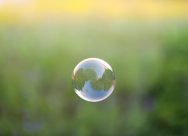 Bubble with lavender plants Royalty Free Stock Images