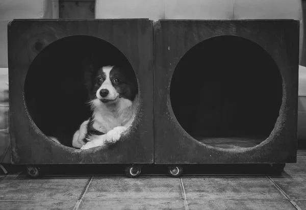 Border Collie in einem Würfel — Stockfoto