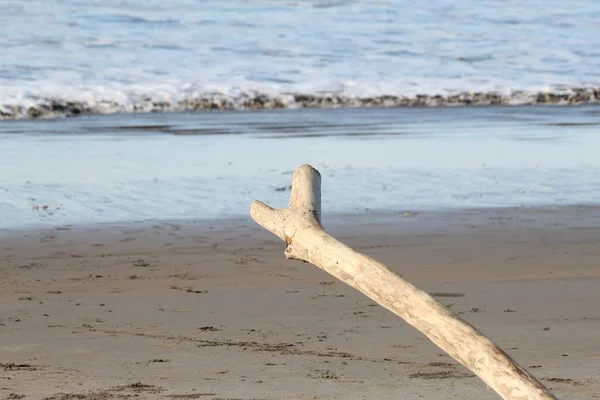 Arka planda yumuşak okyanus dalgaları olan kumlu bir sahilde kurumuş dallar.