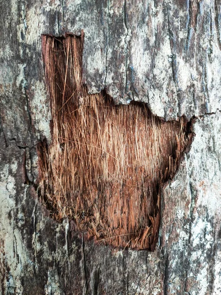 Bir ağaç kabuğunun kabuğunun yakın çekim dokusu altında sert doğal lifler olduğunu gösteriyor.