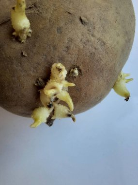 Beyaz zemin üzerinde izole edilmiş, fotokopi alanı olan çiğ patates filizinin üst görüntüsü. Organik sebze ve gıda depolama konsepti.