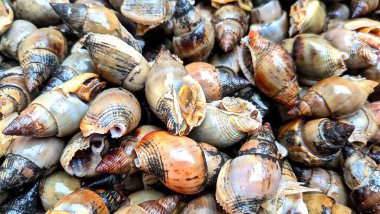 Bir yığın yenilebilir deniz salyangozu detaylı kabuklu deniz ürünleri, balıkçılık ve mutfak temaları için yüksek çözünürlükte yakalandı.