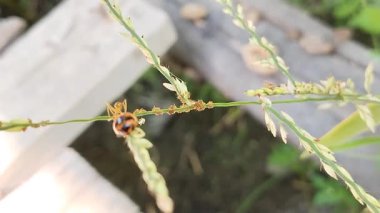 Etrafı karınca ve yaprak bitleriyle çevrili bir ot sapı üzerinde turuncu bir dişi böceğin makro görüntüsü. Detaylı böcek yaşam döngüsü ve haşere kontrolü kavramı.