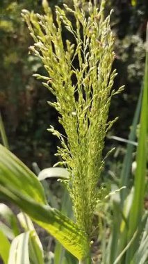 Parlak güneş ışığı altında rüzgarda sallanan yeşil tahıl kafalarının yakın çekim görüntüleri. Tarım, tarım, hasat, sürdürülebilirlik ve organik gıda kavramları için ideal.