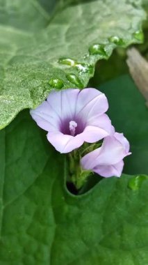 Kuşatılmış mor sabah çiçeğinin yakın çekim videosu. Büyük yeşil bir yaprağın altında saklı. Çevresindeki yapraklarda güzel su damlacıkları var..