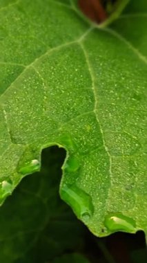 Canlı yeşil bir yaprak dokusunun, hafif bir yağmur veya sabah çiğ tanesinden sonra kenarlarına ve yüzeyine tutunan temiz su damlacıklarıyla fotografını çek..