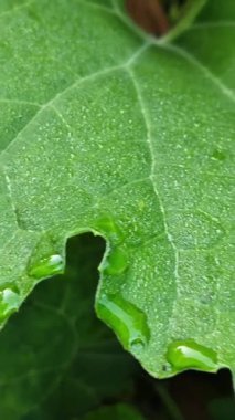 Hafif bir yağmur veya sabah çiğ tanesinden sonra kenarlarına ve yüzeyine yapışmış temiz su damlacıkları ile canlı yeşil yaprak dokusunun aşırı yakın çekim görüntüsü..