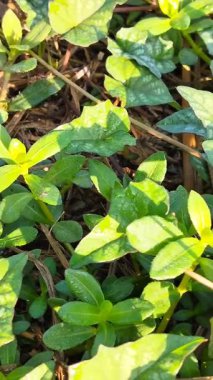 Bereketli, yoğun zemin örtüsü rüzgarda hafifçe sallanan, bahçedeki ya da ormandaki parlak güneş ışığıyla aydınlatılan yavaş çekim videosu..