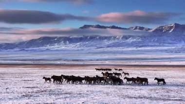 Uçsuz bucaksız, karla kaplı ovalarda vahşi atlar dörtnala koşar. Canlı bir gündoğumu gökyüzünün altında yükselen dağ sırasının görkemli zirveleri.