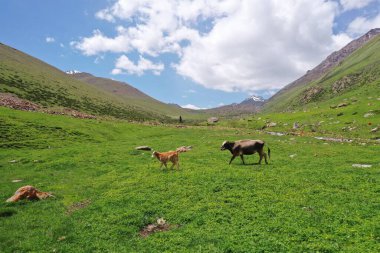 İnek ve yavru canlı yeşil bir dağ vadisinde yürüyor. Yuvarlanan tepeler ve açık mavi gökyüzünün altındaki karlı tepeler kırsal doğayı ve çiftlik hayvanlarını temsil ediyor.