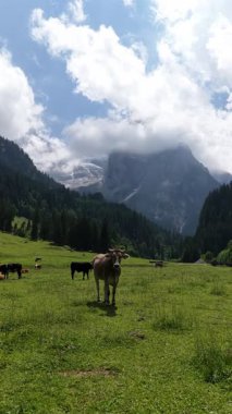 Bereketli yeşil bir çayırda özgürce otlayan bir inek sürüsüyle sakin alp manzarası, meraklı bir kahverengi inek İtalyan dolomitlerinin arka planında muhteşem marmolada buzulu ile kameraya bakıyor.