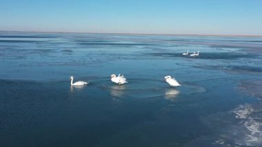 Güneşli bir kış gününde kısmen donmuş bir gölde yüzen ve dinlenen zarif beyaz kuğu sürüsü, havadan bakıldığı gibi. Güzel kuşlar buzlu mavi sularda yüzerler